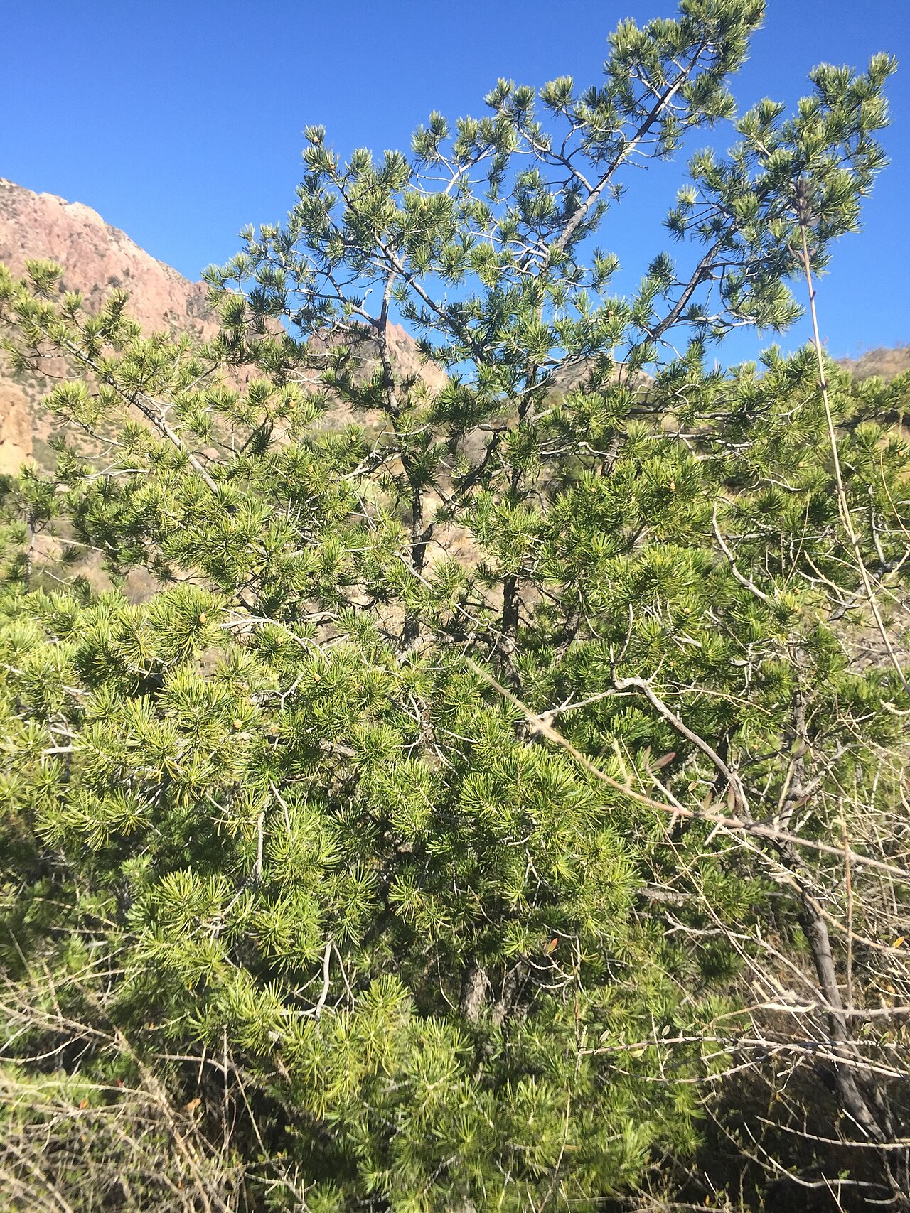 Mexican Pinyon (Pinus cembroides) - PlantNative.org Mexican Pinyon (Pinus cembroides) growing in open rocky woodland with mountain backdrop in the Chisos Mountains, Texas