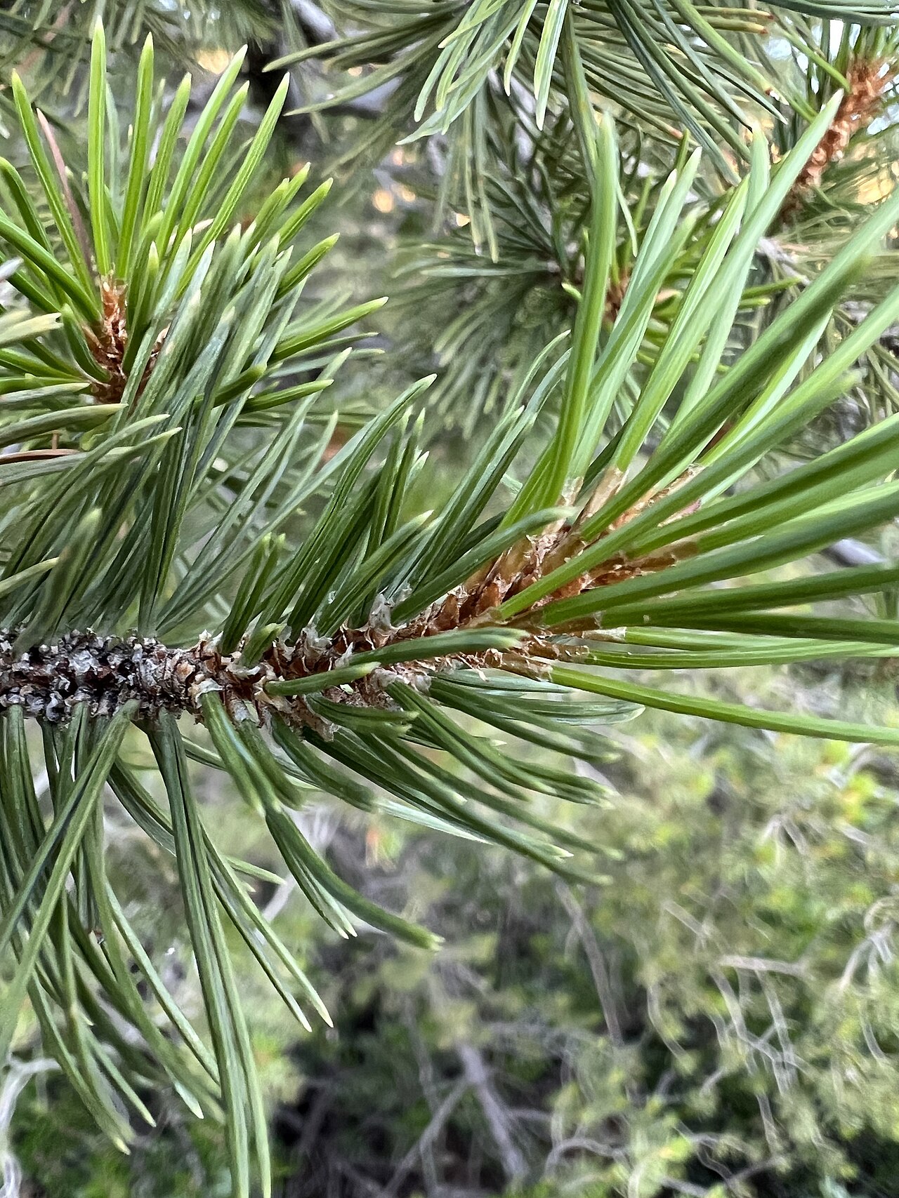 Mexican Pinyon (Pinus cembroides) - PlantNative.org Close-up of Mexican Pinyon (Pinus cembroides) foliage showing stiff, slightly curved needles in bundles of three