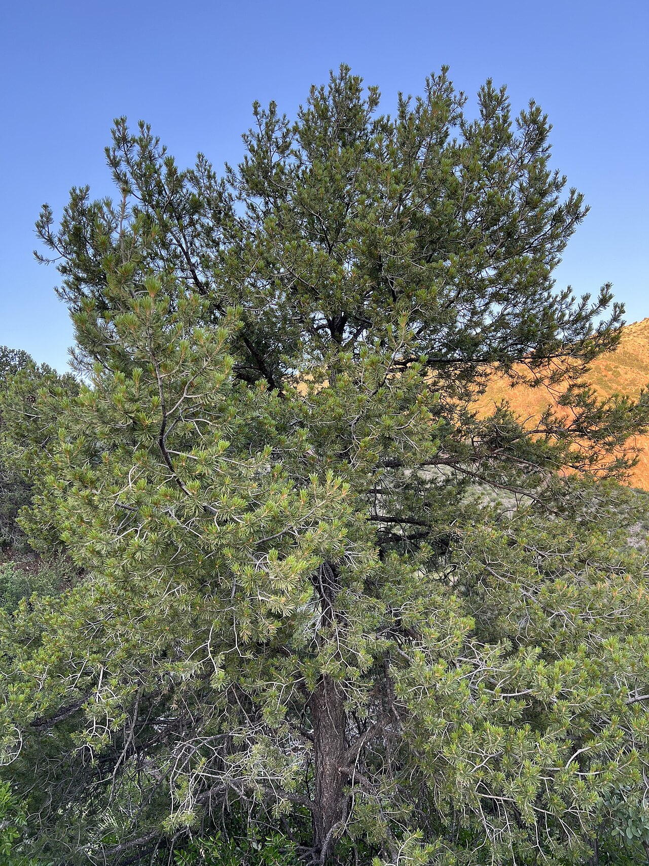 Mexican Pinyon (Pinus cembroides) - PlantNative.org Mexican Pinyon (Pinus cembroides) growing as a rounded, bushy evergreen tree on a rocky slope in Big Bend National Park, Texas