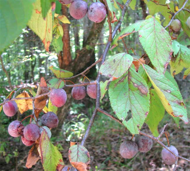Clusters of ripening reddish-purple Mexican plum (Prunus mexicana) fruit among green toothed leaves