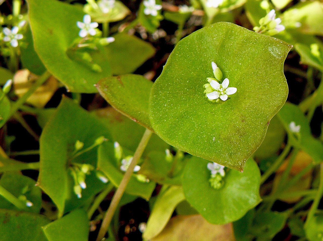 Close-up of Miner's Lettuce (Claytonia perfoliata) showing the round perfoliate leaf with a cluster of small white flowers rising from its center
