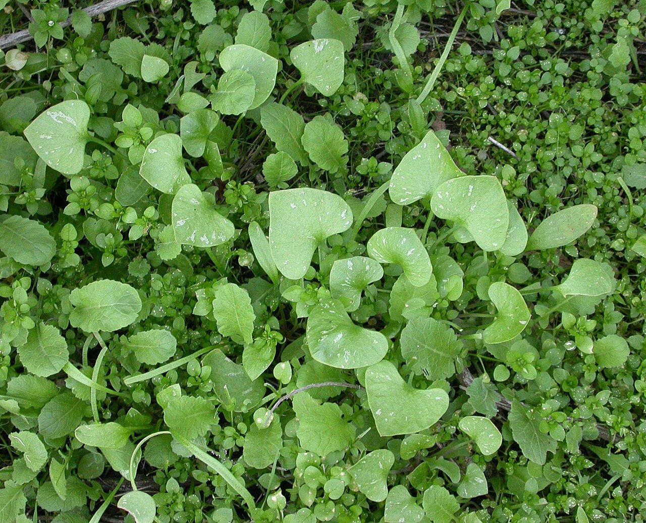 Patch of Miner's Lettuce (Claytonia perfoliata) with round perfoliate leaves growing wild near Pomona, California