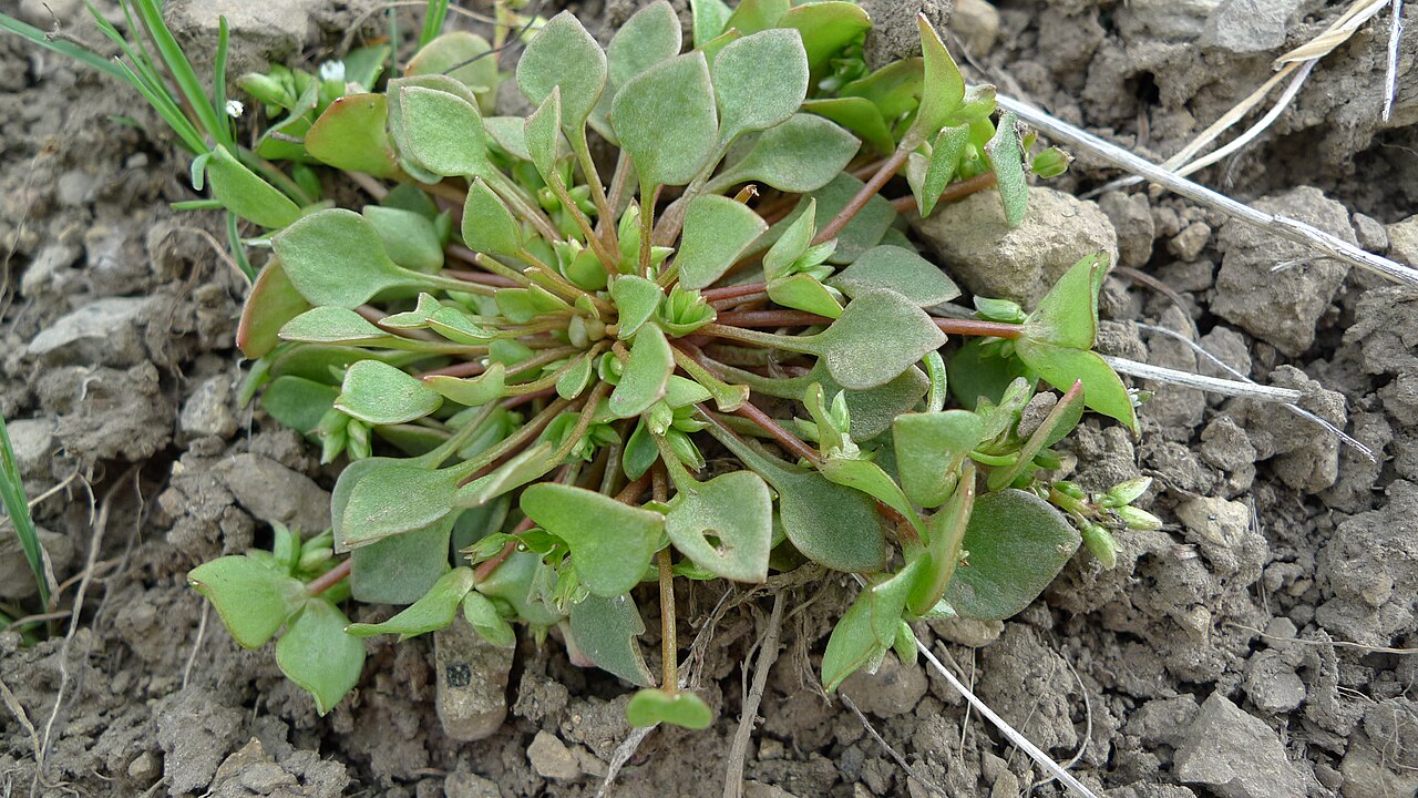 Young rosette of Miner's Lettuce (Claytonia perfoliata) with reddish stems and basal leaves near Wenatchee, Washington