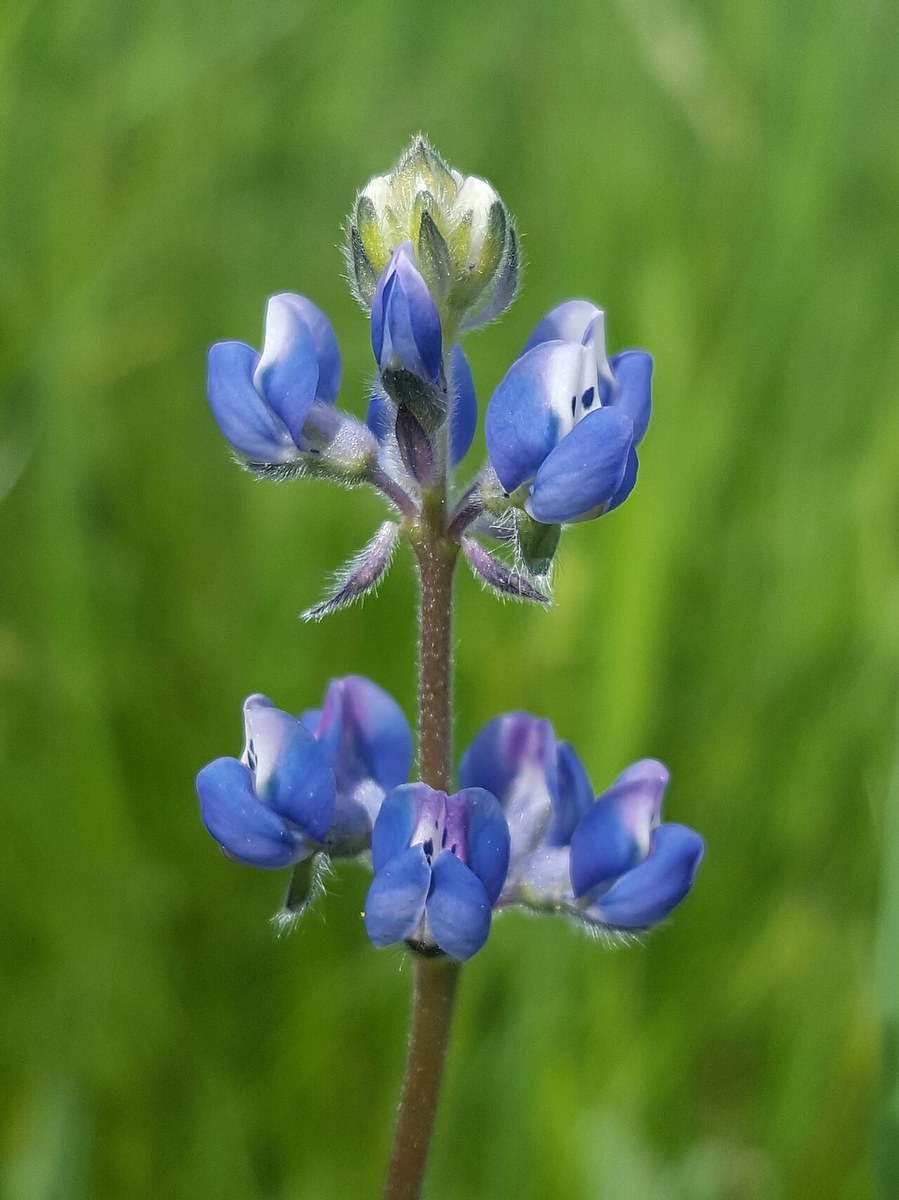 Miniature Lupine (Lupinus bicolor) - PlantNative.org Close-up of miniature lupine (Lupinus bicolor) flowers showing the two-toned blue and white banner petals