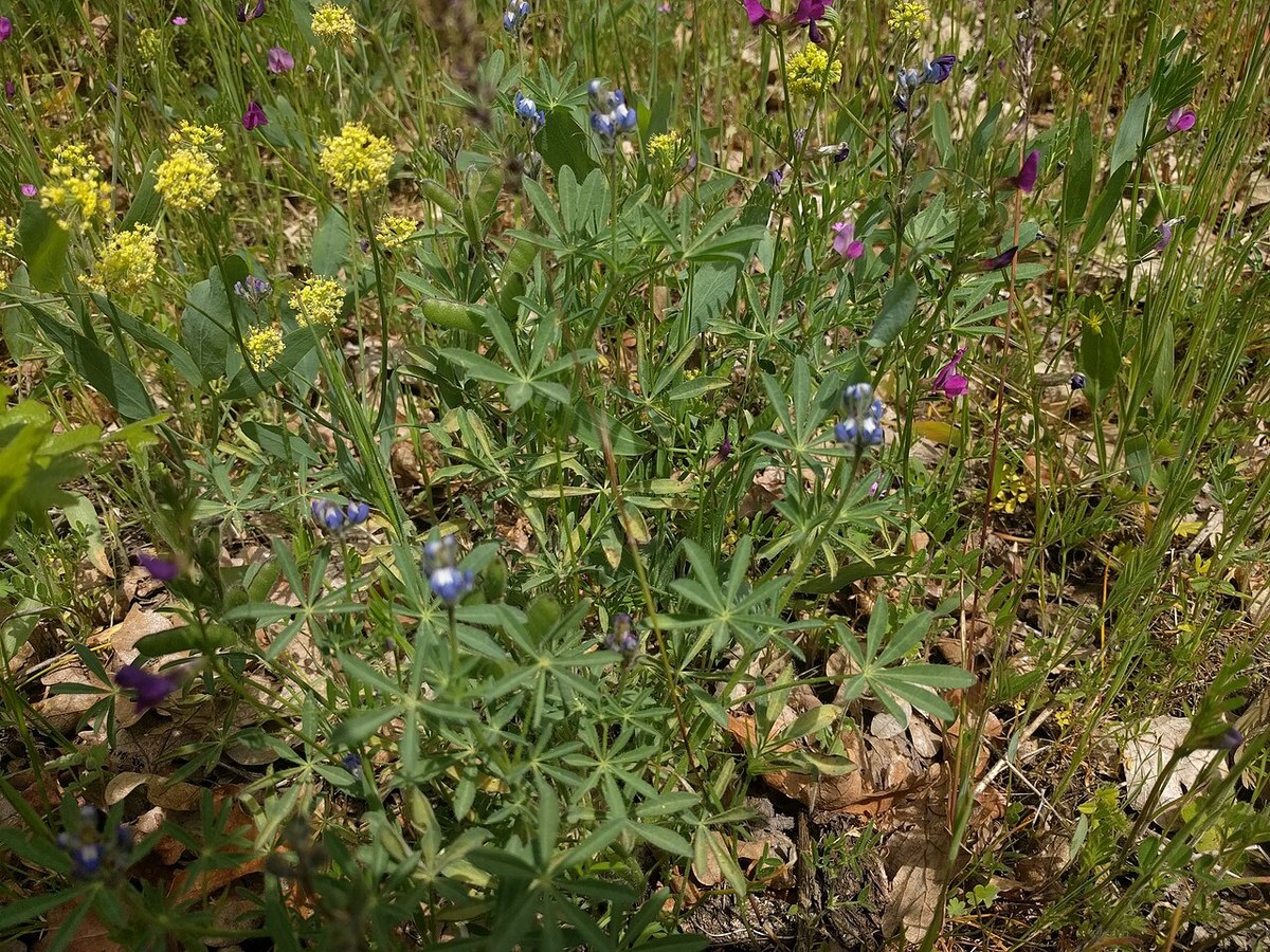 Miniature Lupine (Lupinus bicolor) - PlantNative.org Miniature lupine (Lupinus bicolor) growing in a wildflower meadow in the Columbia River Gorge