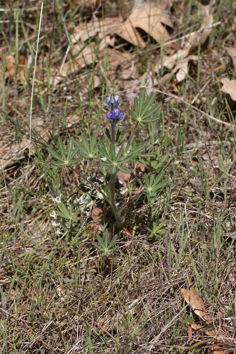 Miniature Lupine (Lupinus bicolor) - PlantNative.org Miniature lupine (Lupinus bicolor) small flowering plant with palmate leaves growing among dry grass