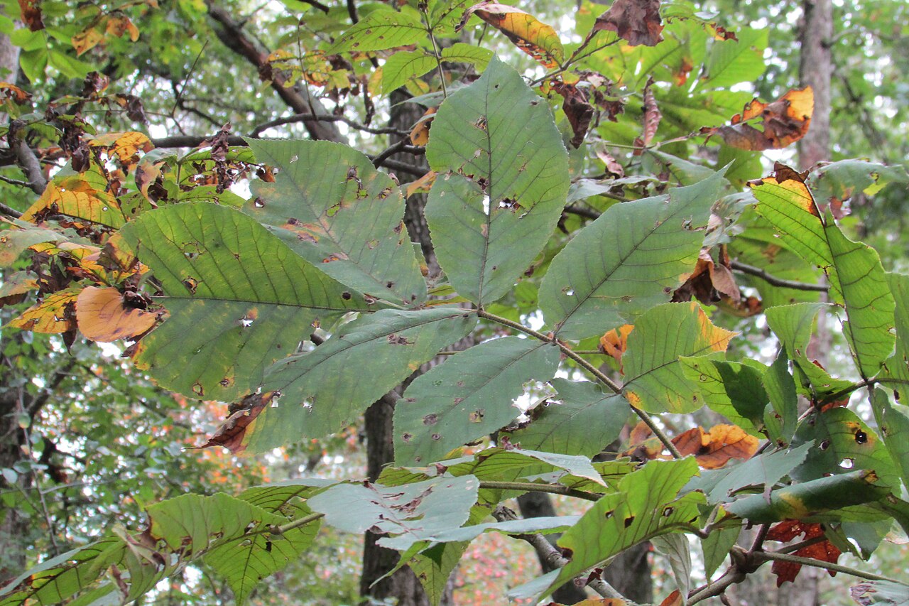 Close-up of Mockernut Hickory (Carya tomentosa) compound leaves showing large leaflets with finely toothed margins