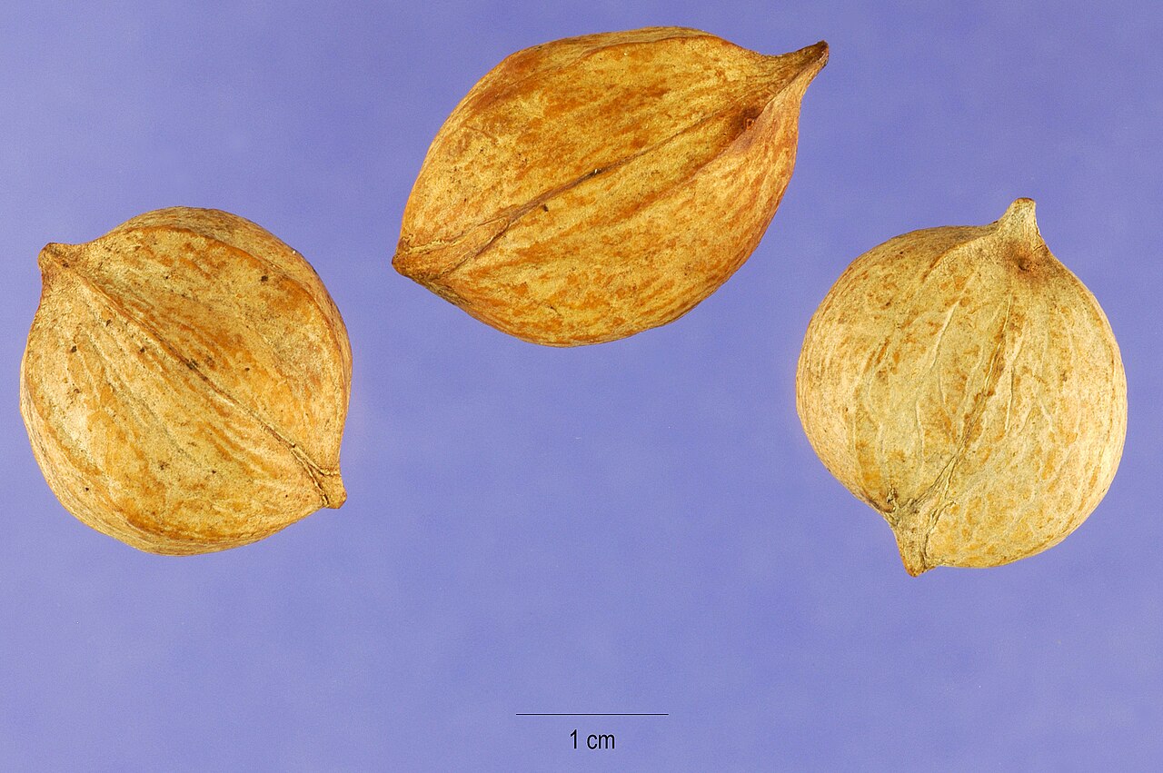 Three Mockernut Hickory (Carya tomentosa) nuts showing the thick, hard, ridged shell