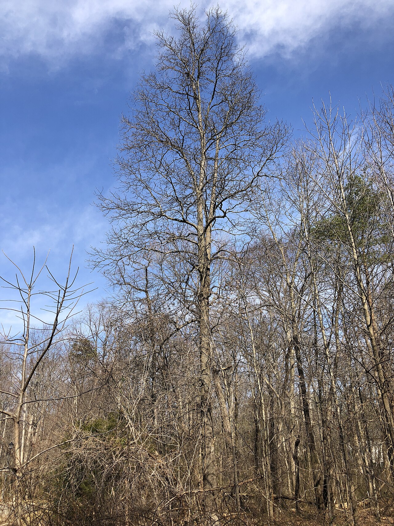Mature Mockernut Hickory (Carya tomentosa) rising above surrounding trees in a Virginia woodland in late winter, showing its tall straight trunk and narrow crown