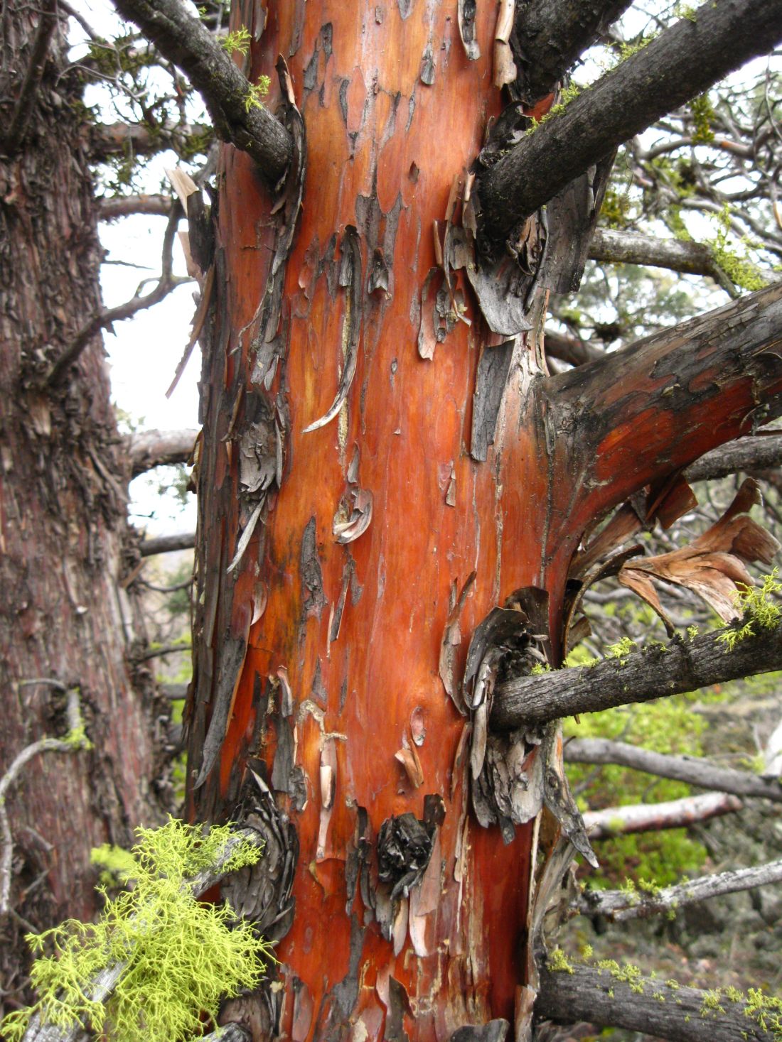 Close-up of Modoc cypress (Hesperocyparis bakeri) bright reddish-orange peeling bark on a mature trunk