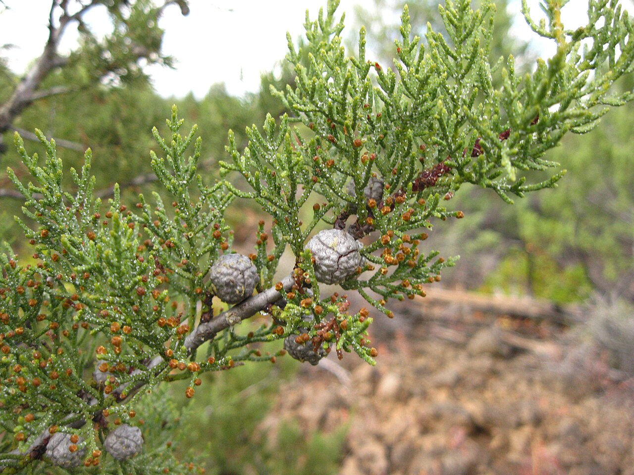 Close-up of Modoc cypress (Hesperocyparis bakeri) scale-like foliage with round seed cones and reddish pollen cones