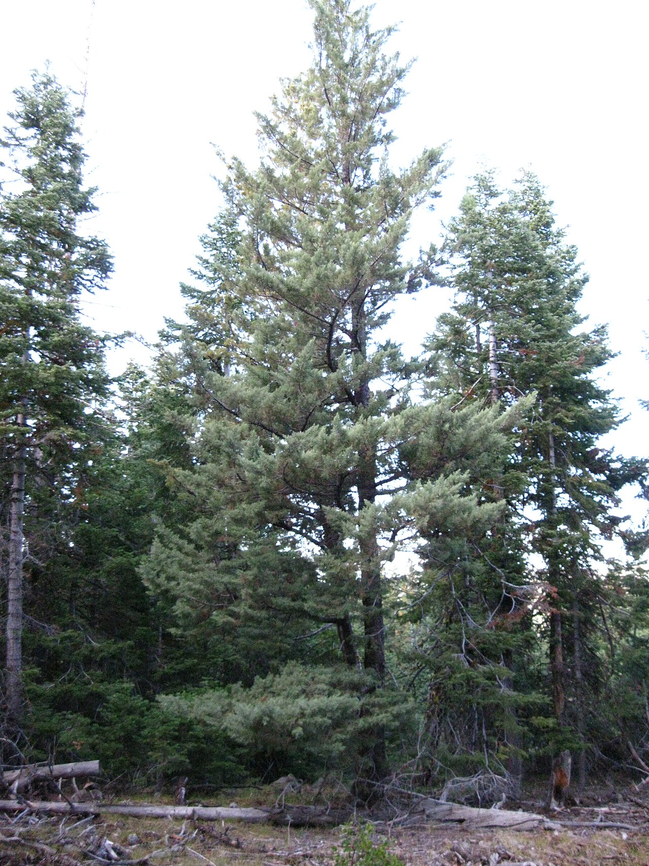 Modoc cypress (Hesperocyparis bakeri) tall narrow conical tree growing among conifers on Goosenest Mountain, Siskiyou County, California