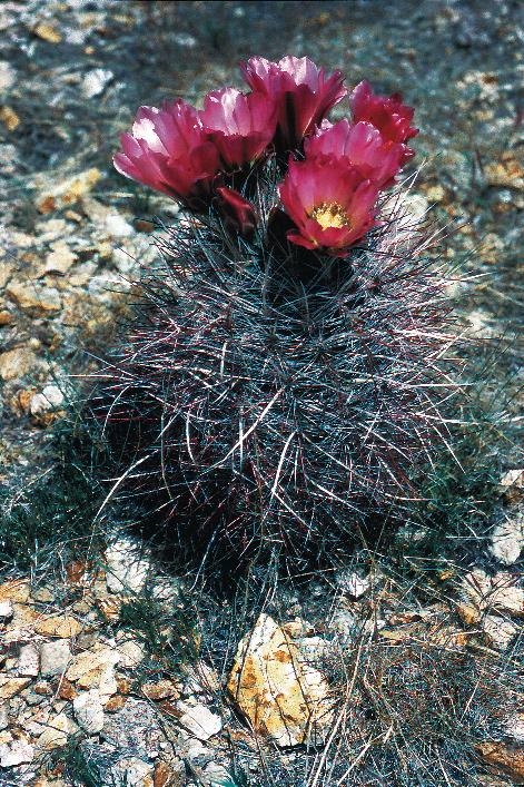 Mojave Fishhook Cactus (Sclerocactus polyancistrus) - PlantNative.org Mojave fishhook cactus (Sclerocactus polyancistrus) whole plant in habitat with several magenta-pink flowers blooming atop a spiny gray-green barrel-shaped stem