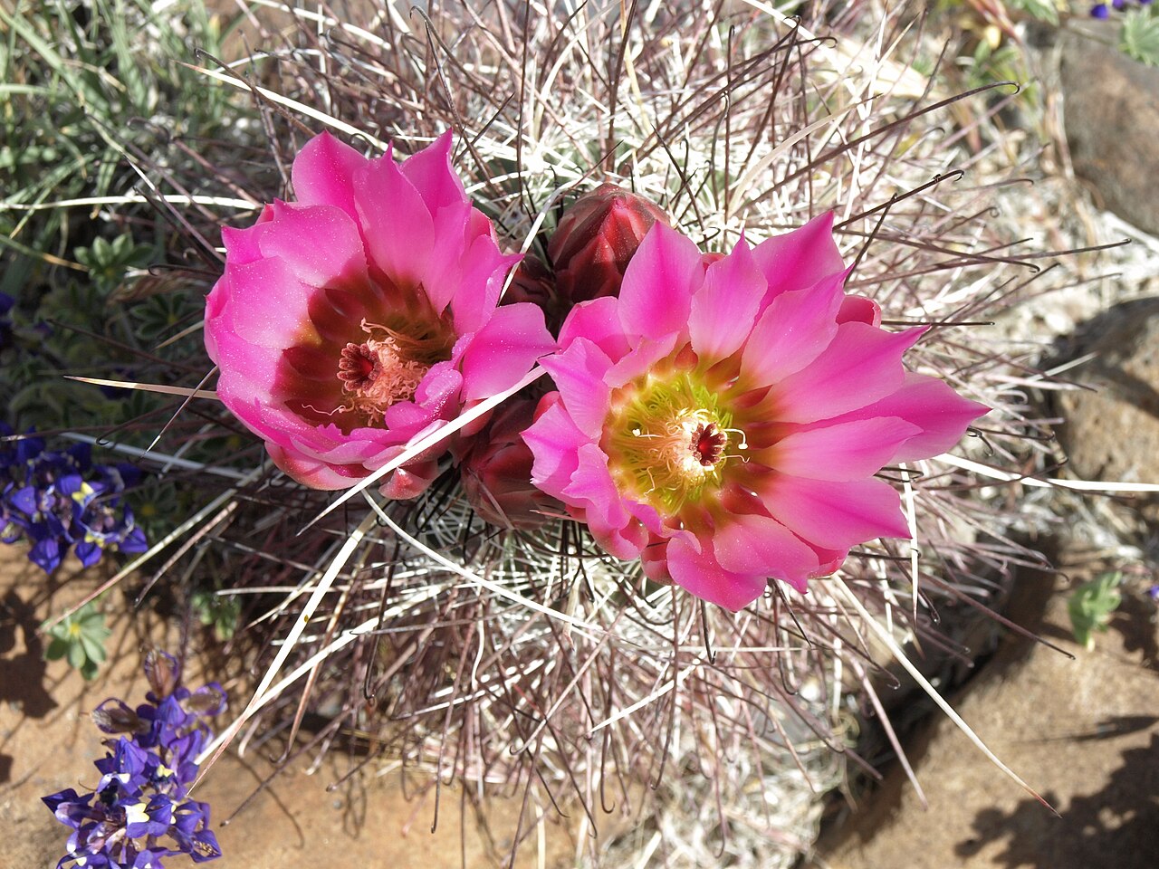 Mojave Fishhook Cactus (Sclerocactus polyancistrus) - PlantNative.org Mojave fishhook cactus (Sclerocactus polyancistrus) with two bright magenta-pink flowers surrounded by dense red-and-white hooked spines