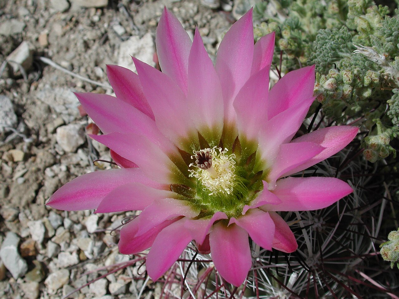 Mojave Fishhook Cactus (Sclerocactus polyancistrus) - PlantNative.org Close-up of a single Mojave fishhook cactus (Sclerocactus polyancistrus) flower showing silky pink petals and a yellow-green center, photographed in Death Valley National Park