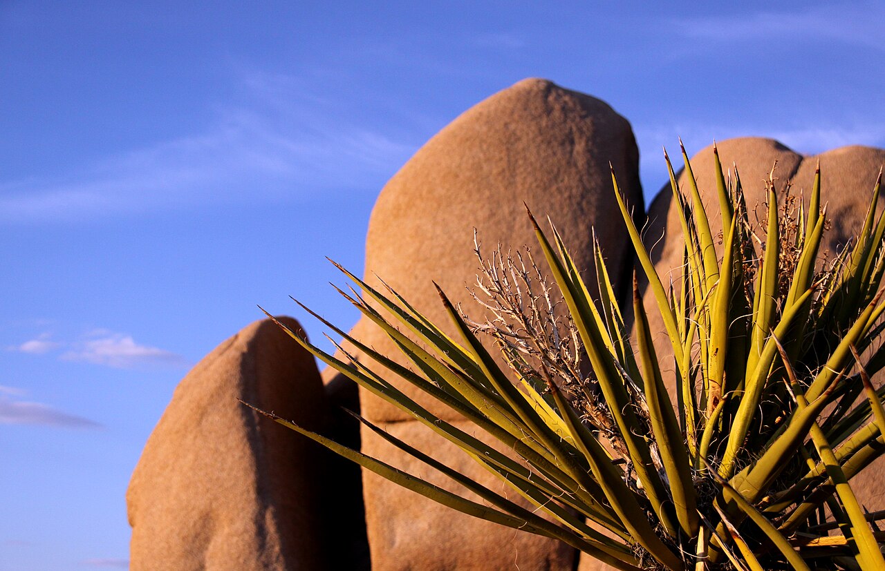 Mojave Yucca (Yucca schidigera) - PlantNative.org Mojave yucca growing against large desert boulders at sunset in the Mojave Desert