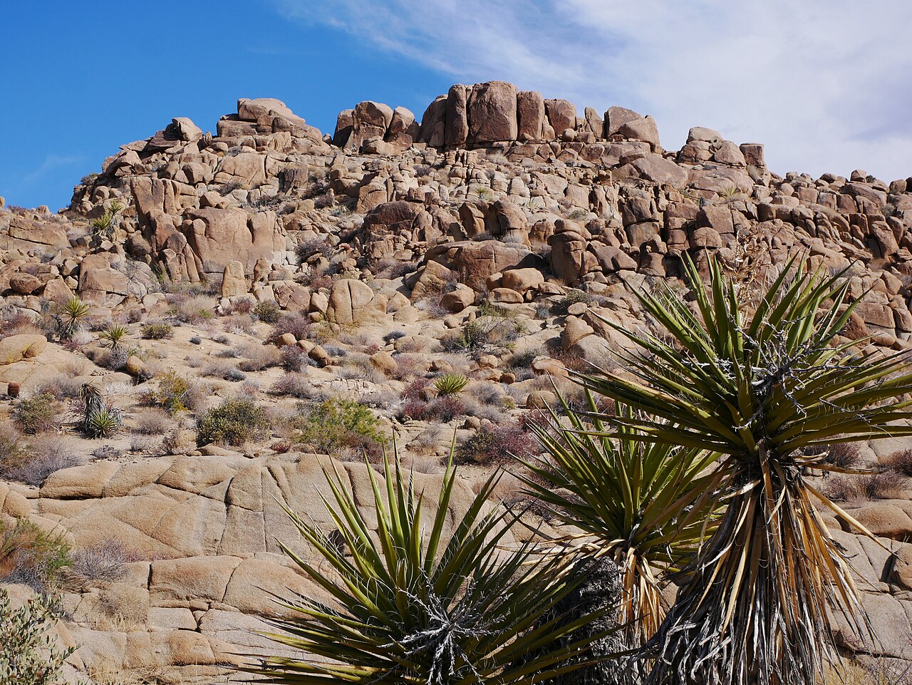 Mojave Yucca (Yucca schidigera) - PlantNative.org Mojave yucca (Yucca schidigera) rosettes of stiff, sharp-tipped leaves growing among boulders on a desert hillside