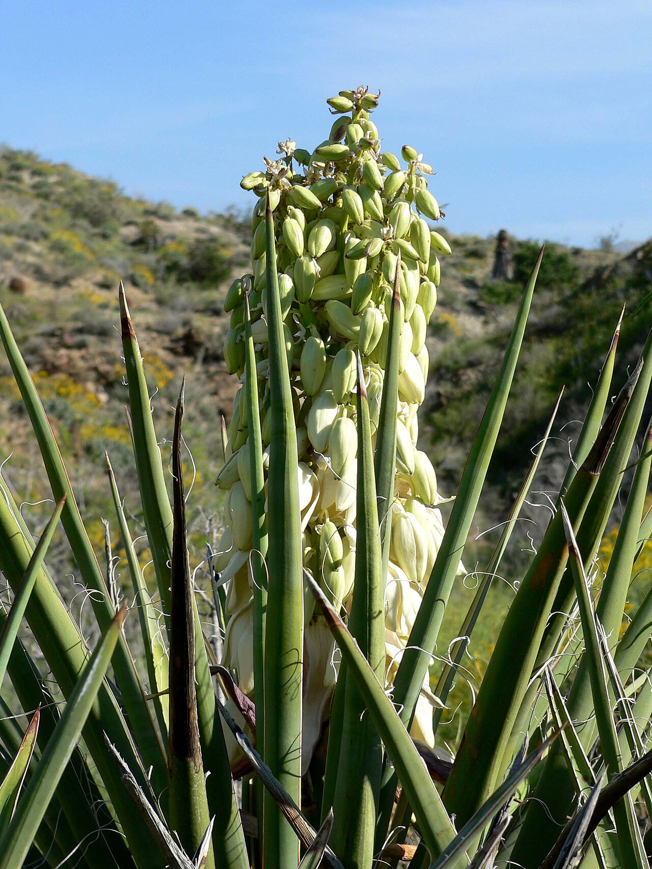 Mojave Yucca (Yucca schidigera) - PlantNative.org Close-up of a Mojave yucca flower stalk with dense clusters of cream-colored bell-shaped flowers