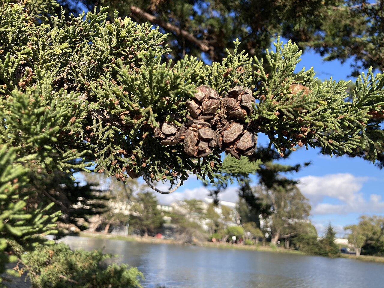 Monterey Cypress (Cupressus macrocarpa) - PlantNative.org Close-up of Monterey cypress (Cupressus macrocarpa) dense scale-like foliage with a cluster of woody, knobby seed cones