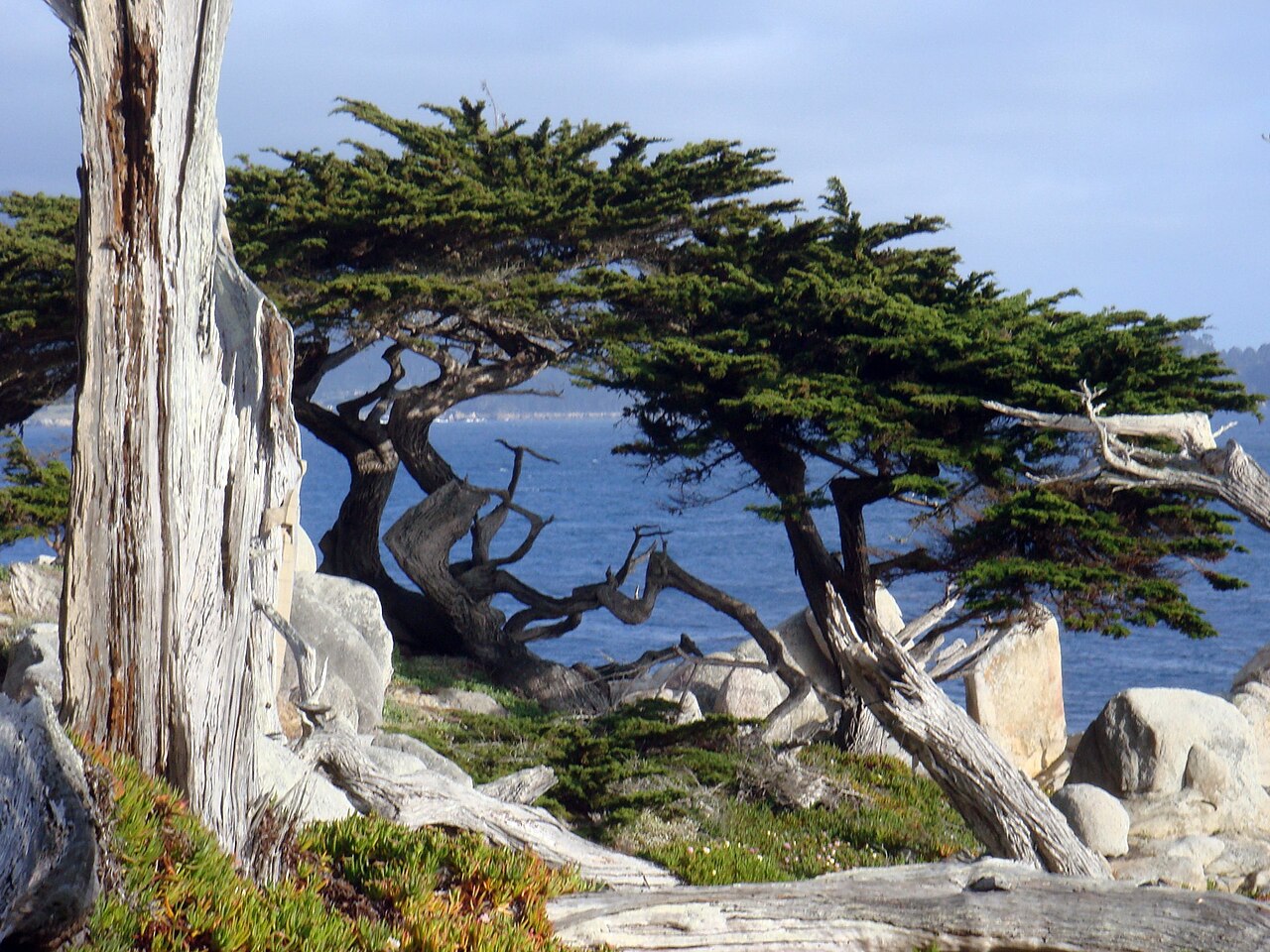 Monterey Cypress (Cupressus macrocarpa) - PlantNative.org Wind-sculpted Monterey cypress (Cupressus macrocarpa) with gnarled, weathered trunk growing above rocky shoreline at Pebble Beach, California