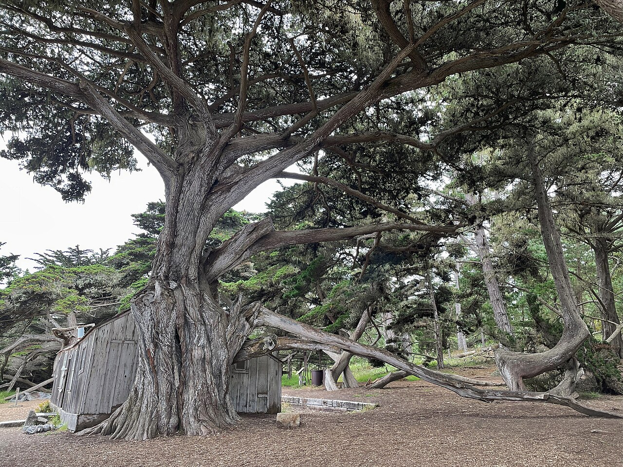 Monterey Cypress (Cupressus macrocarpa) - PlantNative.org Large, broad-crowned Monterey cypress (Cupressus macrocarpa) with gnarled trunk growing at Point Lobos State Natural Reserve, California