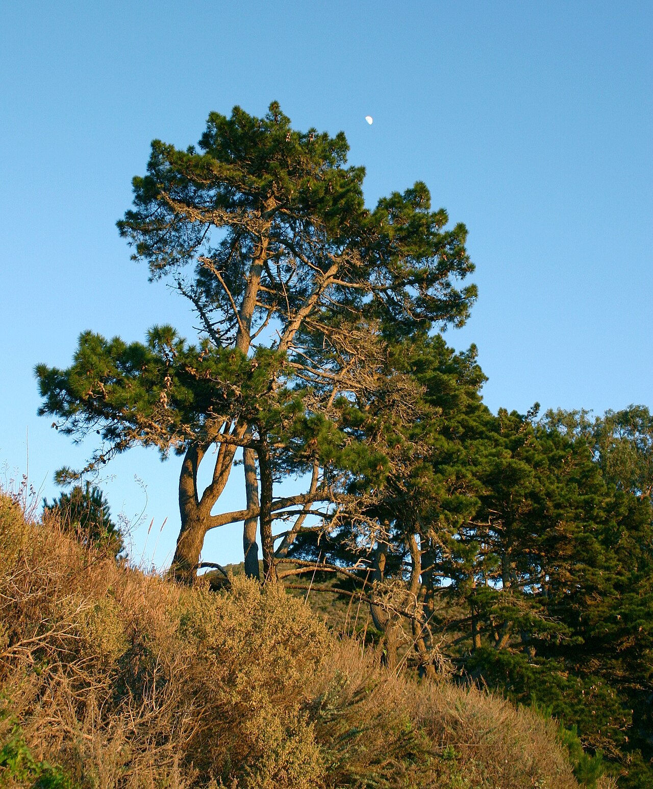 Monterey Pine (Pinus radiata) - PlantNative.org Monterey Pine (Pinus radiata) growing on a coastal bluff along the Big Sur coast, Monterey County, California