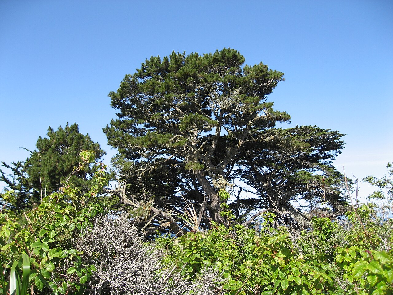 Monterey Pine (Pinus radiata) - PlantNative.org Monterey Pine growing alongside Monterey Cypress at Point Lobos, California, within its native closed-cone pine forest habitat