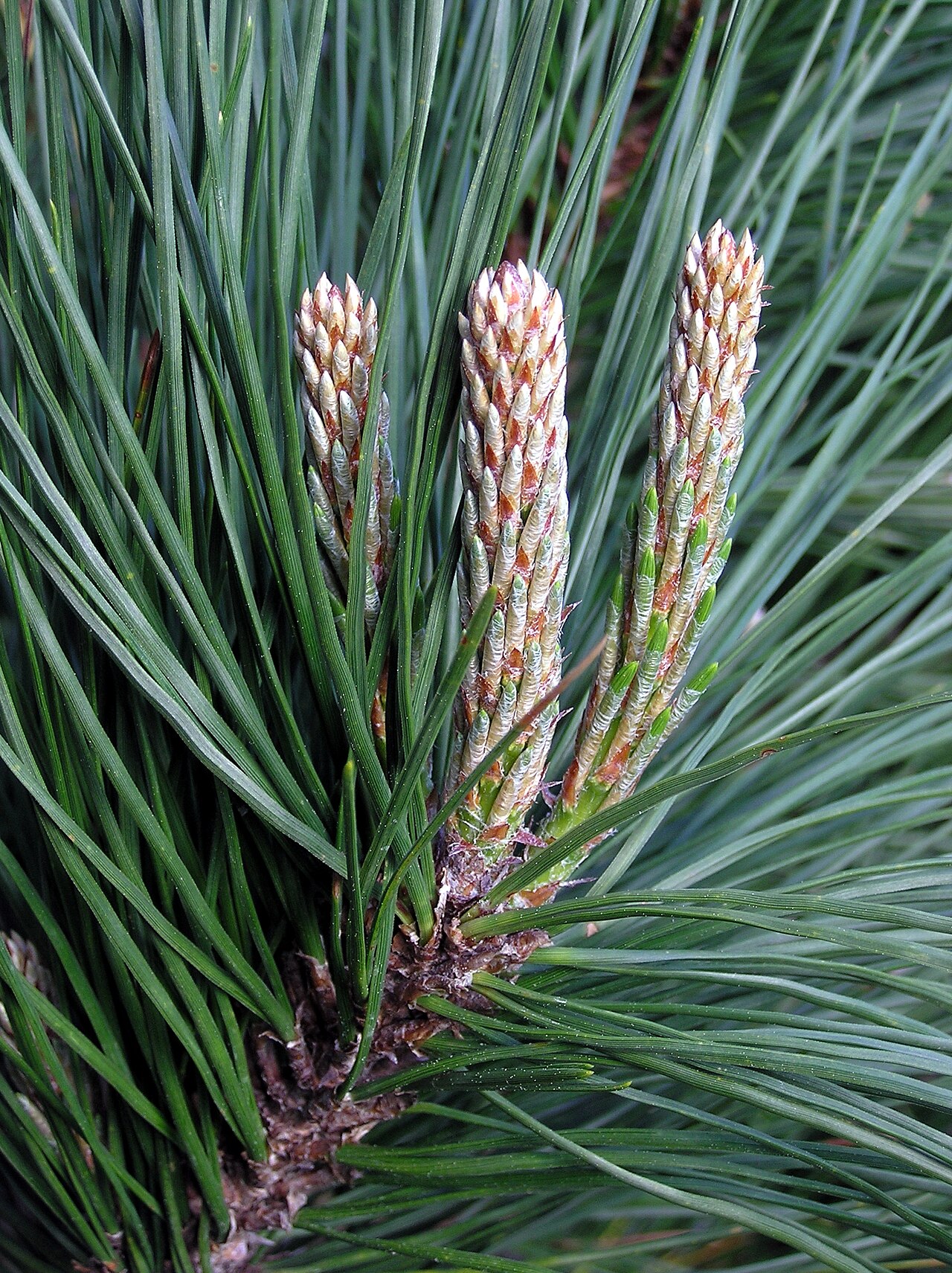 Monterey Pine (Pinus radiata) - PlantNative.org Close-up of Monterey Pine new growth shoots and three-needle bundles