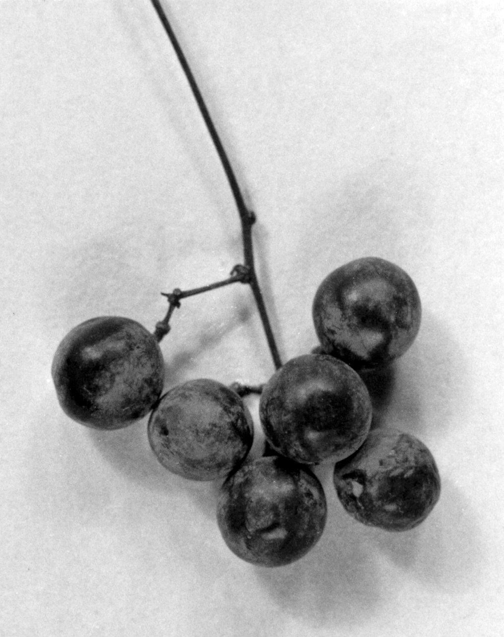 Cluster of dark purple-black Moonseed (Menispermum canadense) berries, poisonous and resembling wild grapes