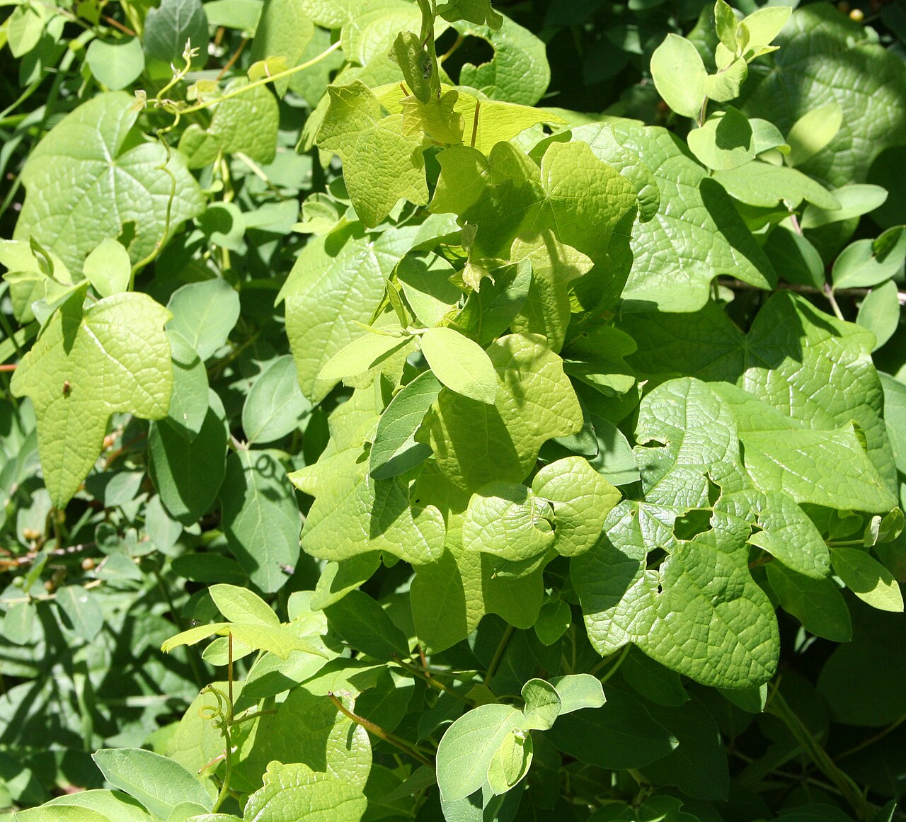Close-up of Moonseed (Menispermum canadense) broad, shield-shaped lobed leaves, Skaneateles Conservation Area, New York