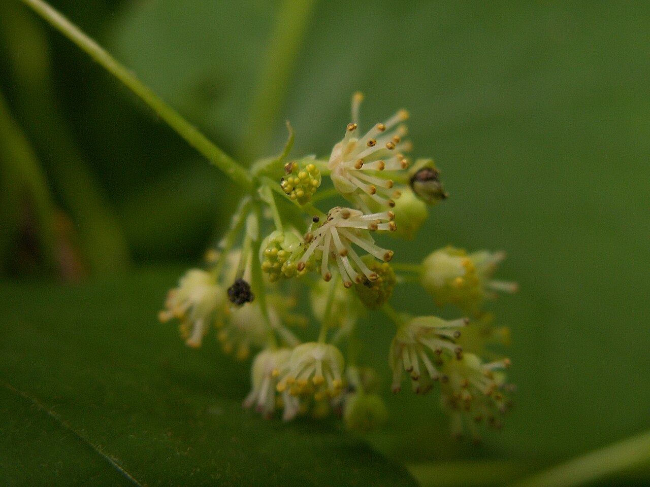 Menispermum canadense (Moonseed) small greenish-white flower clusters among broad lobed leaves, Frick Park, Pittsburgh