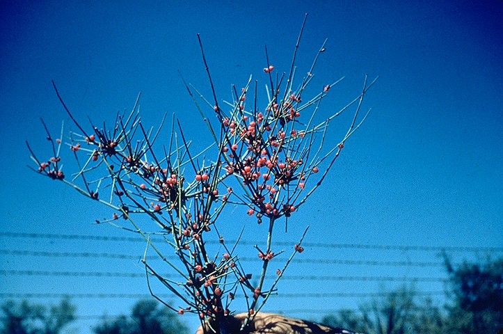 Close-up of Mormon Tea (Ephedra antisyphilitica) leafless jointed stems bearing clusters of red fruit against blue sky