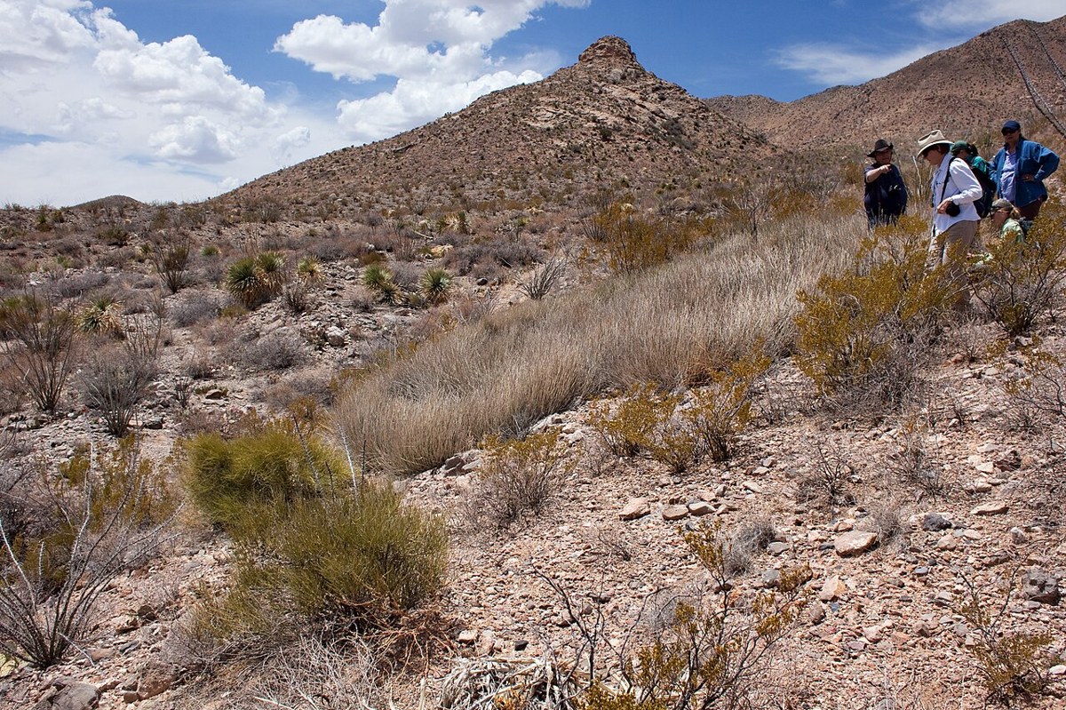 Chihuahuan Desert scrub habitat in the San Andres Mountains, New Mexico, with Mormon Tea and other desert shrubs