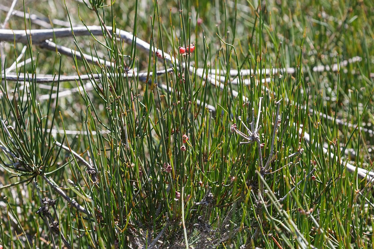 Mormon Tea (Ephedra antisyphilitica) clump of jointed green stems with small red fleshy fruit