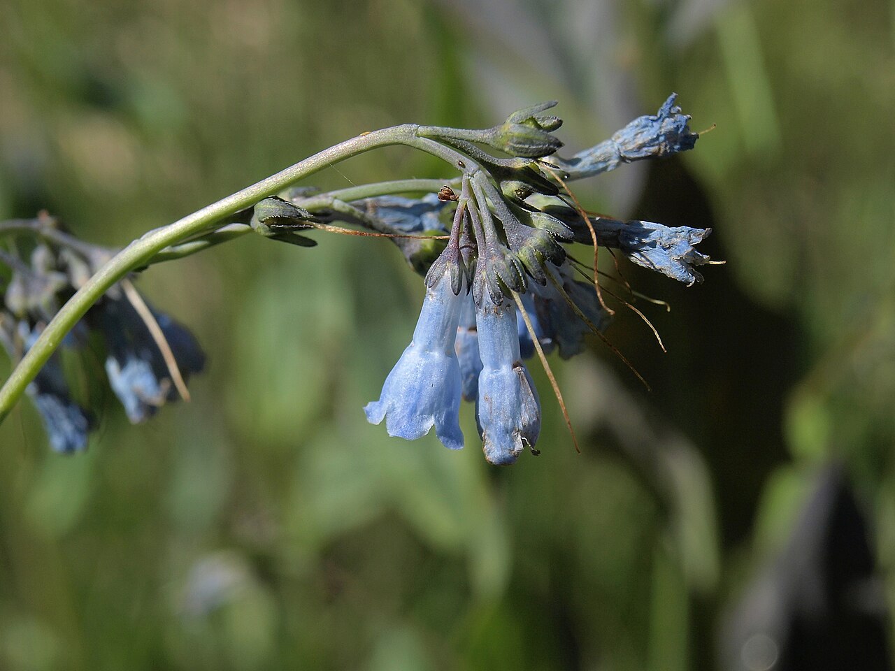 Close-up of Mountain Bluebells (Mertensia ciliata) showing the narrow tubular blue flowers and arching flower stalk