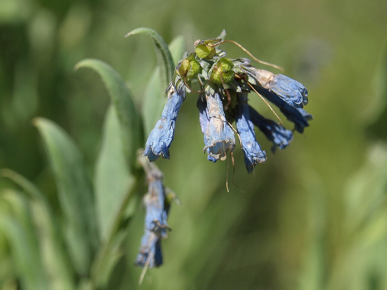 Mountain Bluebells (Mertensia ciliata) flowers fading and drying as seed set begins