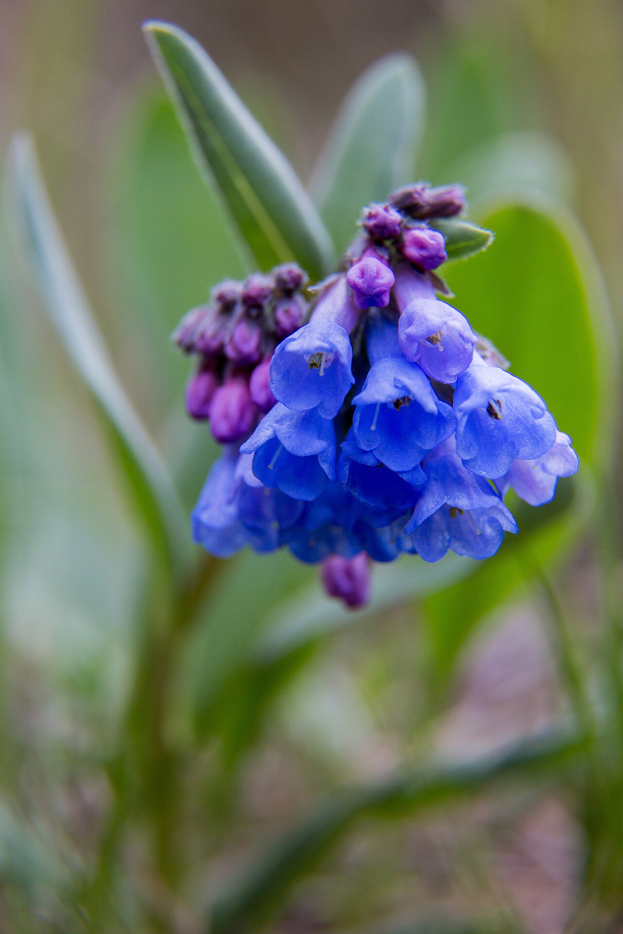 Mountain Bluebells (Mertensia ciliata) cluster of pink buds opening into sky-blue bell-shaped flowers