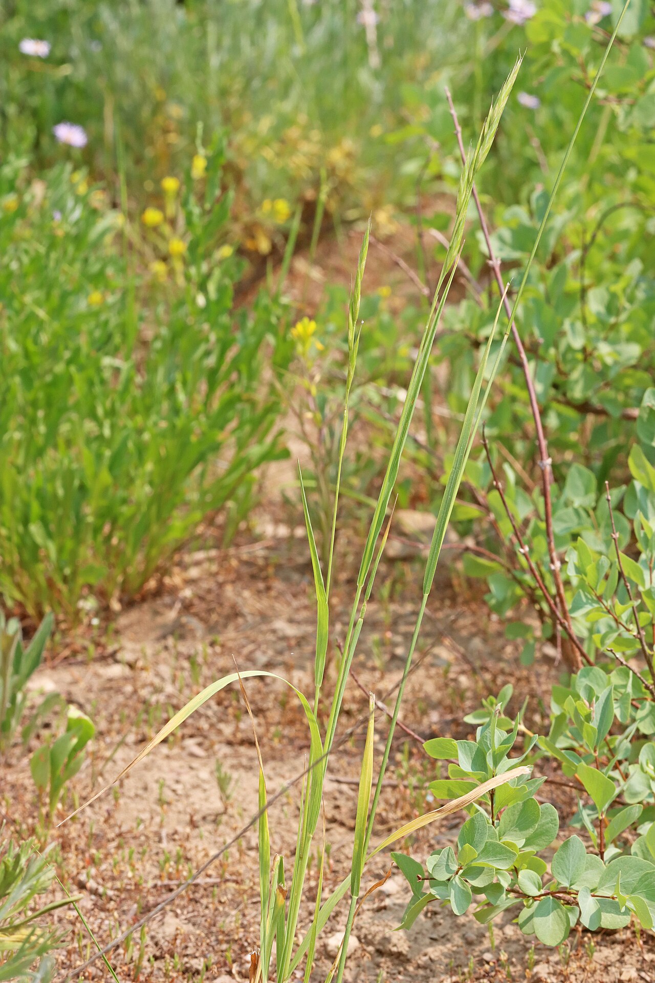 Mountain Brome (Bromus marginatus) - PlantNative.org Mountain Brome (Bromus marginatus) bunchgrass growing among wildflowers in a mountain meadow