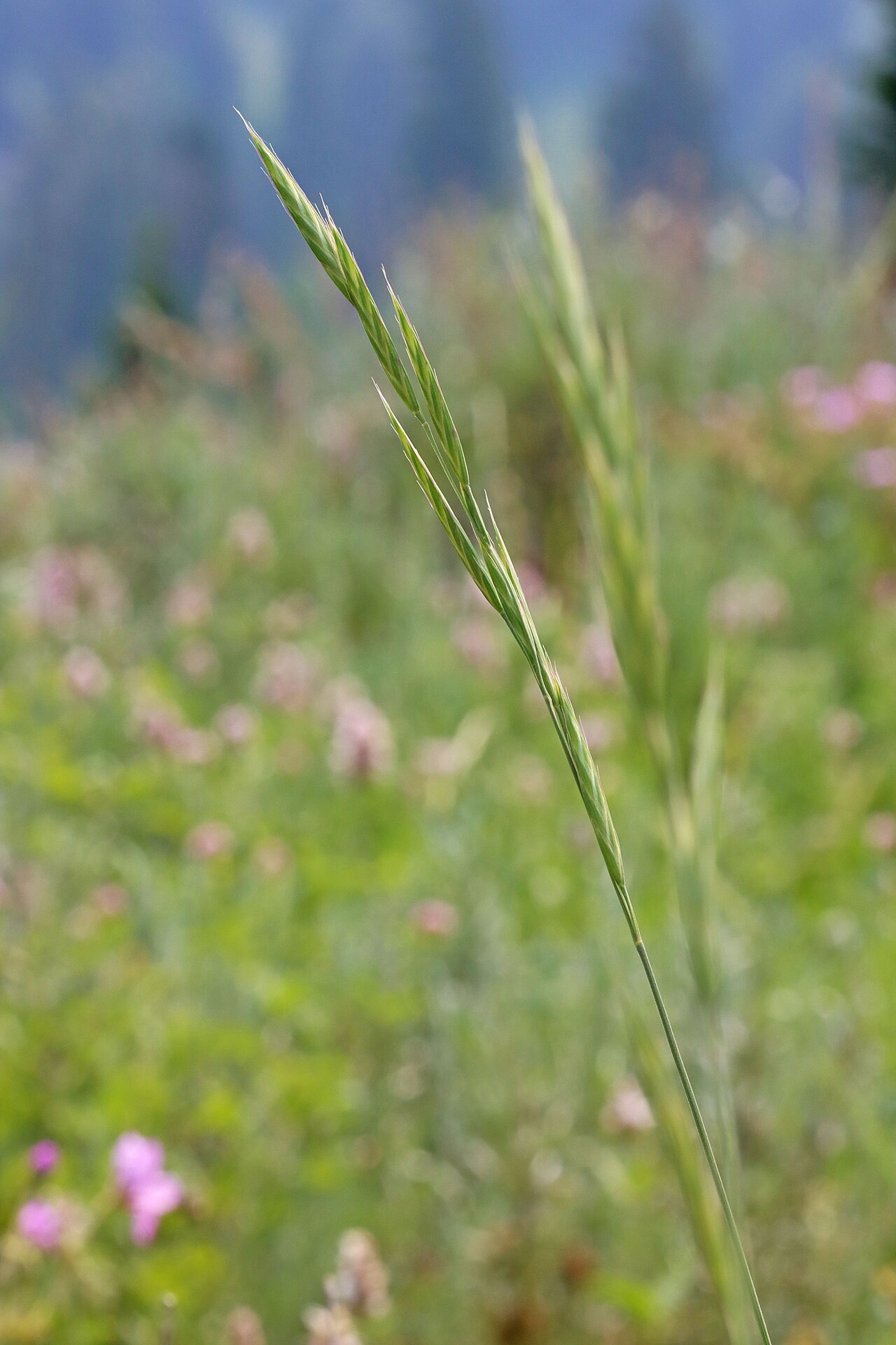 Mountain Brome (Bromus marginatus) - PlantNative.org Mountain Brome (Bromus marginatus) seedhead with awned spikelets against a blurred mountain wildflower meadow