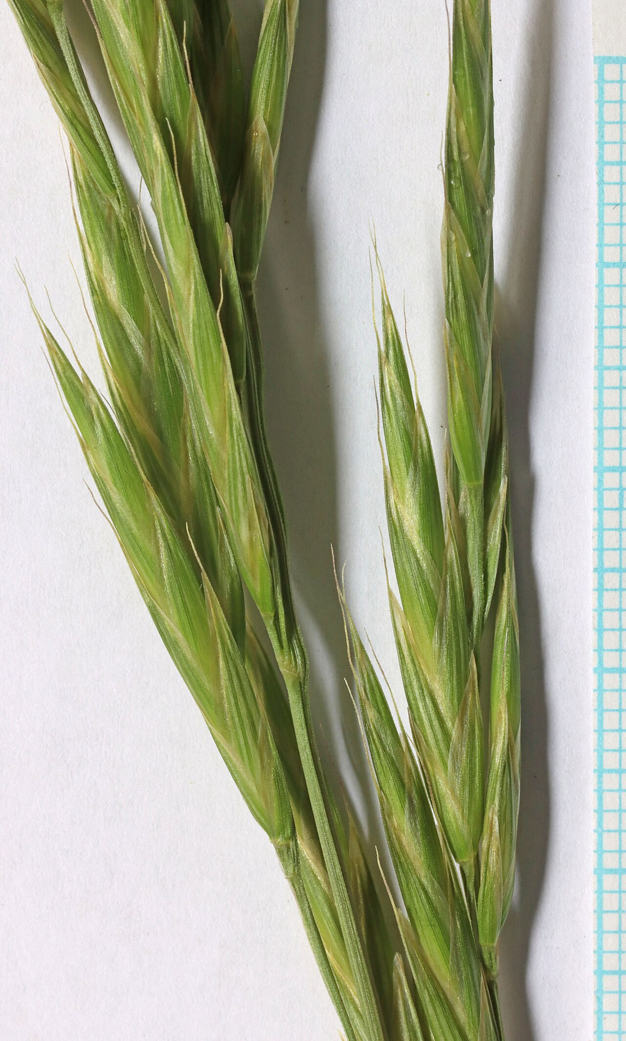 Mountain Brome (Bromus marginatus) - PlantNative.org Close-up of Mountain Brome (Bromus marginatus) spikelets showing the long bristle-like awns typical of the species