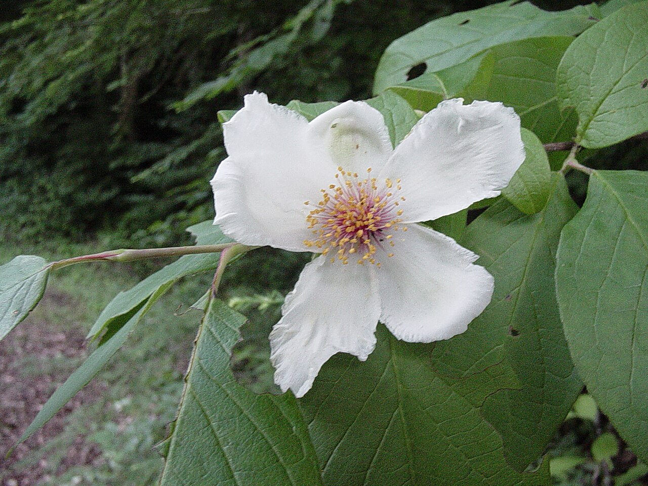 Mountain Camellia (Stewartia ovata) - PlantNative.org Close-up of a mountain camellia (Stewartia ovata) flower showing white crinkled petals and a central cluster of purple and orange stamens