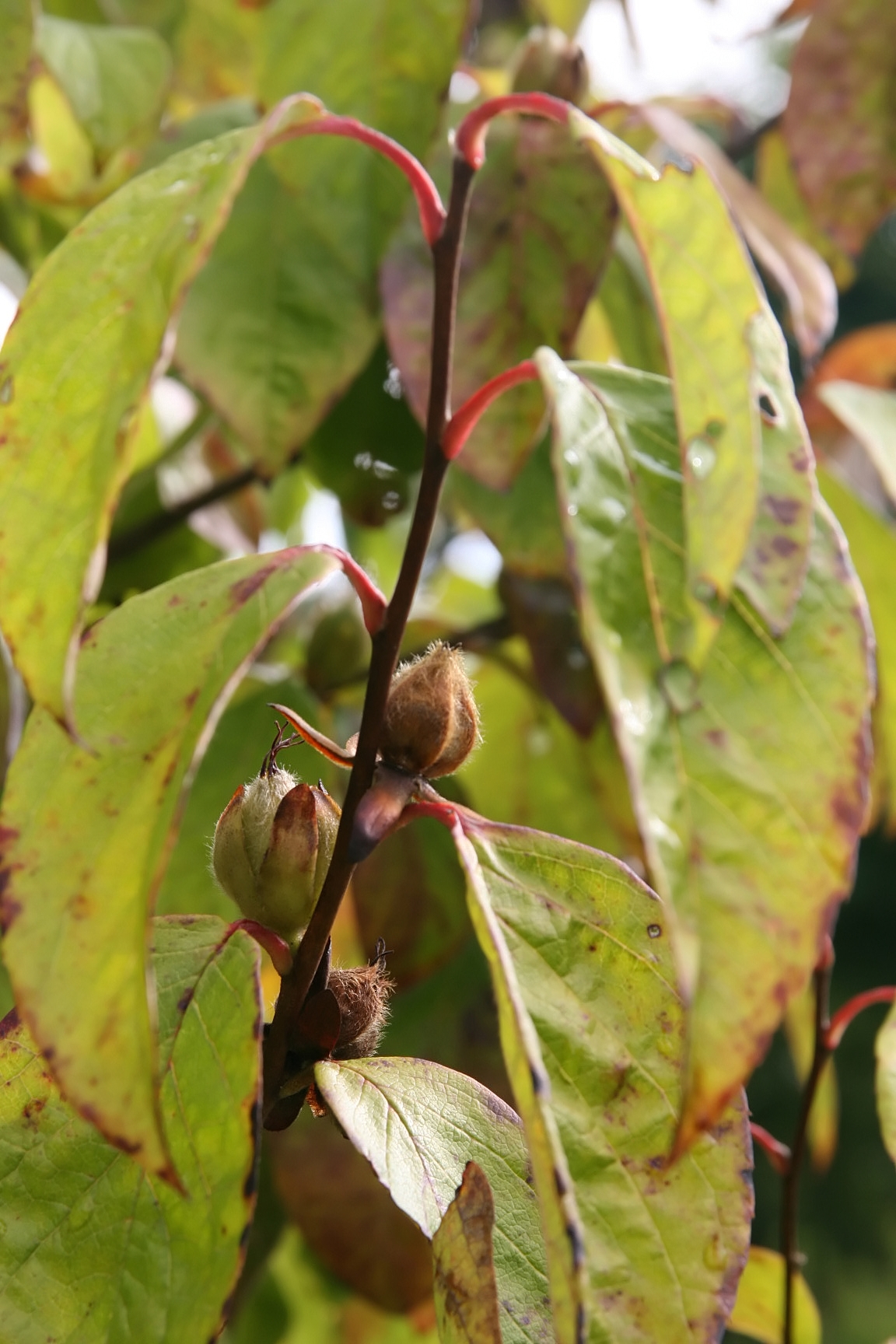 Mountain Camellia (Stewartia ovata) - PlantNative.org Woody seed capsules of mountain camellia (Stewartia ovata) among fall-colored leaves