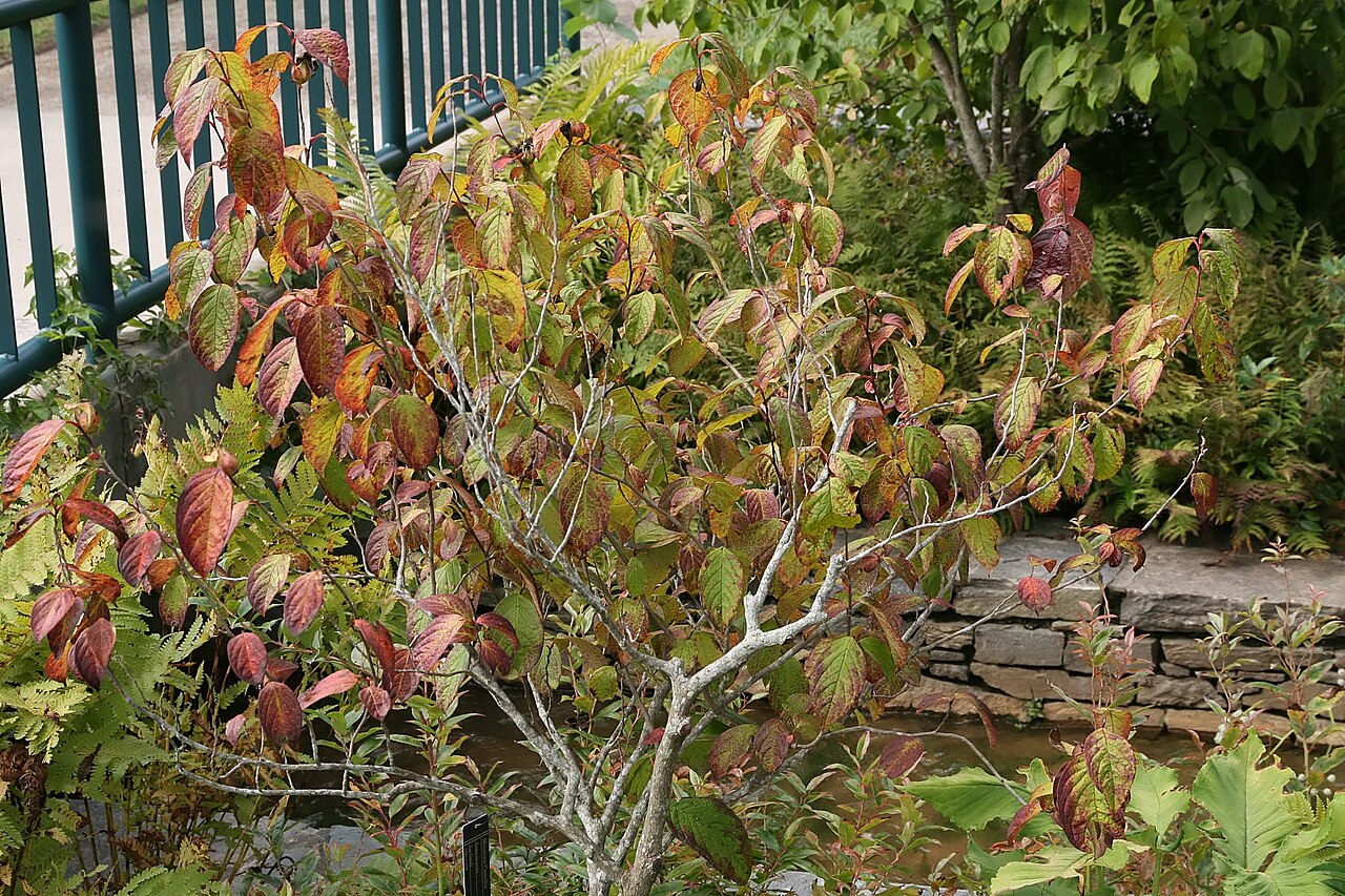 Mountain Camellia (Stewartia ovata) - PlantNative.org Mountain camellia (Stewartia ovata) shrub in autumn color showing its open, multi-stemmed habit
