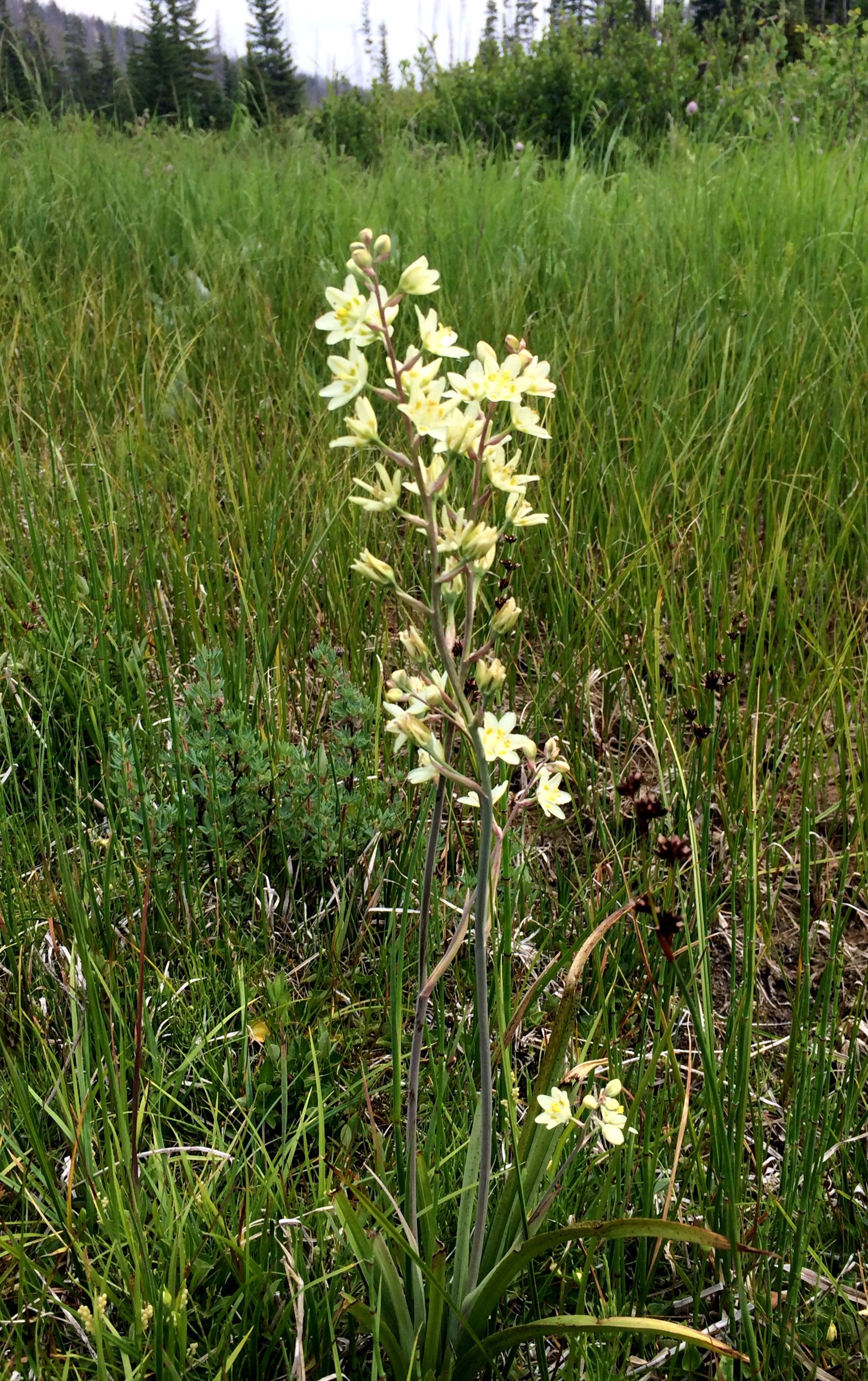 Mountain Death Camas (Anticlea elegans) - PlantNative.org Flowering spike of Mountain Death Camas (Anticlea elegans) in a mountain meadow