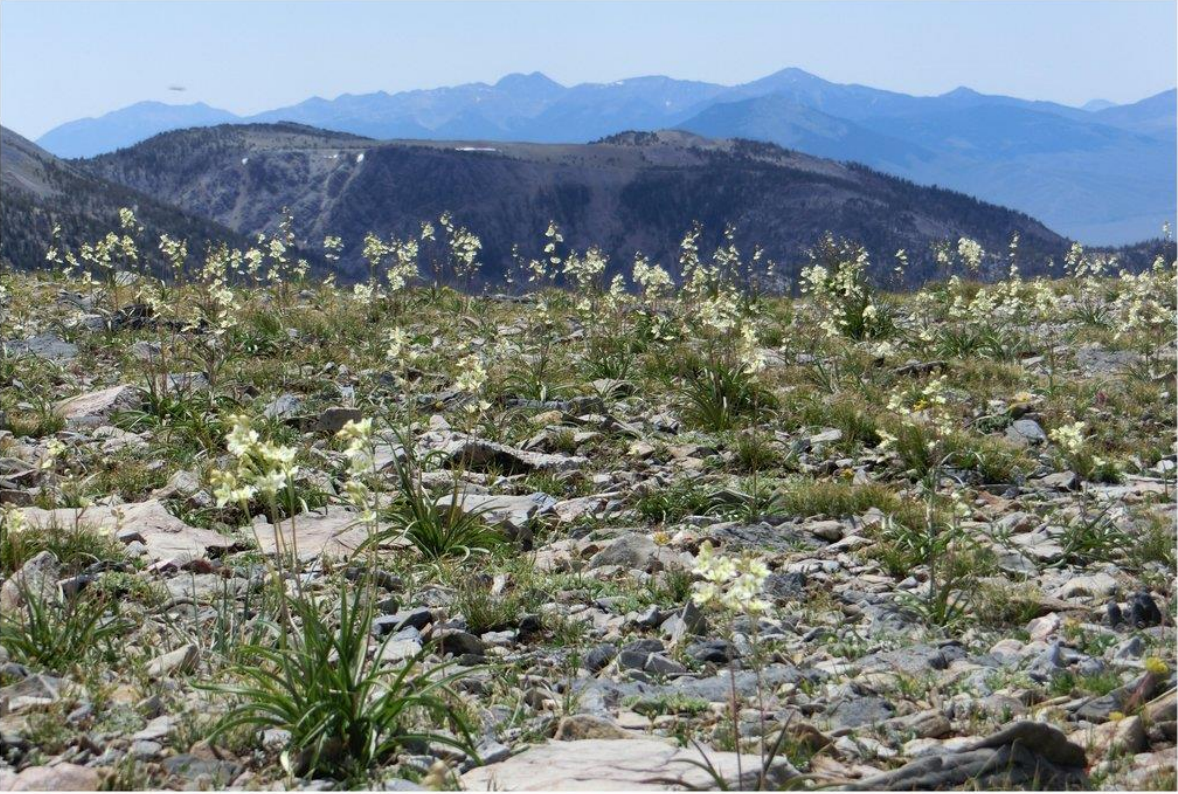 Mountain Death Camas (Anticlea elegans) - PlantNative.org Population of Mountain Death Camas (Anticlea elegans) growing on a rocky alpine slope below Little Sheep Mountain, Lemhi Range, Idaho