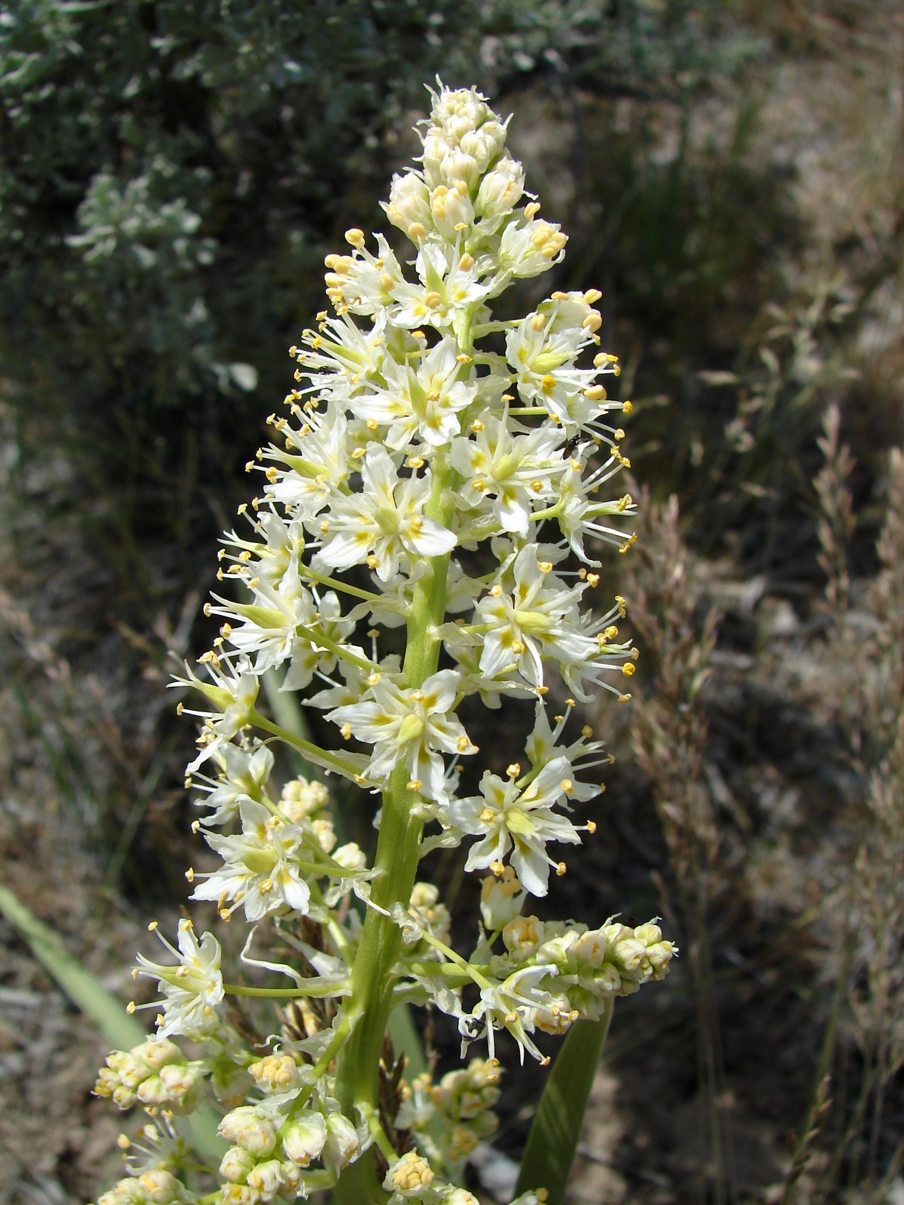 Mountain Death Camas (Anticlea elegans) - PlantNative.org Mountain Death Camas (Anticlea elegans) tall flowering spike with cream-colored star-shaped flowers