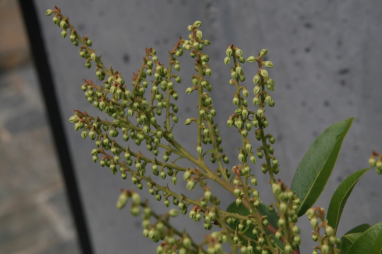 Mountain Fetterbush (Pieris floribunda) - PlantNative.org Close-up of Mountain Fetterbush (Pieris floribunda) upright flower racemes with buds