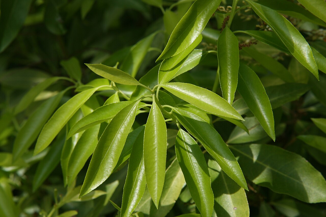 Mountain Fetterbush (Pieris floribunda) - PlantNative.org Close-up of Mountain Fetterbush (Pieris floribunda) glossy evergreen leaves