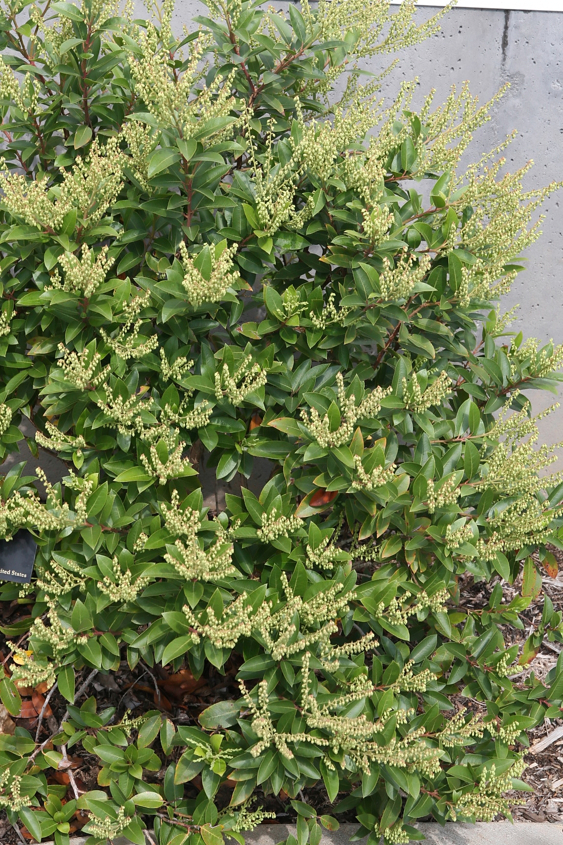 Mountain Fetterbush (Pieris floribunda) - PlantNative.org Mountain Fetterbush (Pieris floribunda) full shrub with glossy evergreen foliage and upright white flower clusters