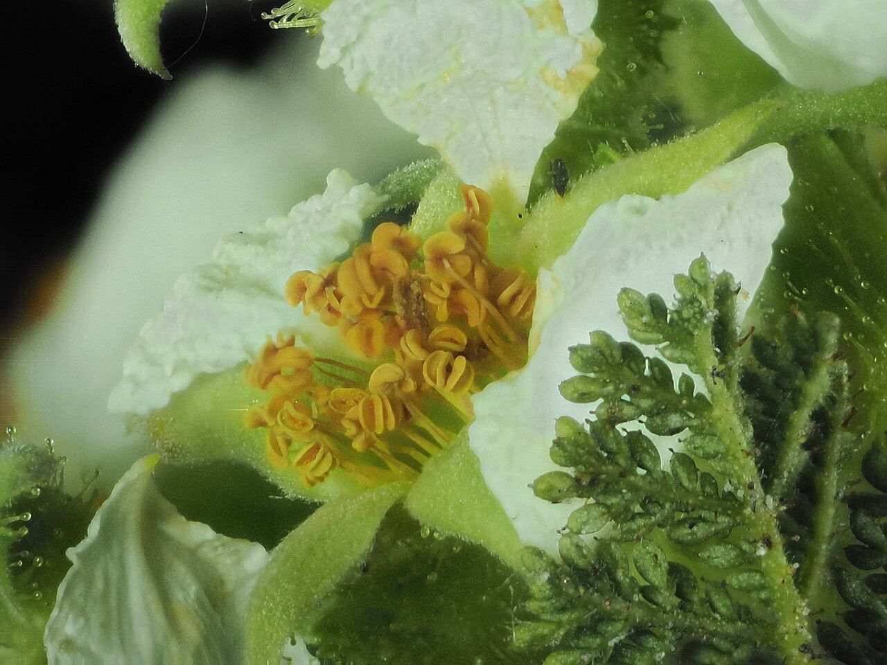 Mountain Misery (Chamaebatia foliolosa) - PlantNative.org Close-up macro photograph of a mountain misery (Chamaebatia foliolosa) flower with white petals and yellow stamens among fernlike leaves